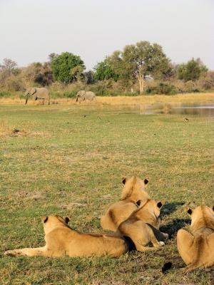 Löwen vor Landschaft