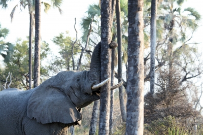 Elefant schüttelt Baum