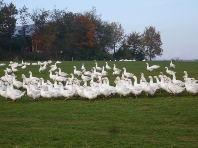 Gänse im Sauerland