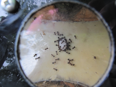 Süßes Leben der Ameisen