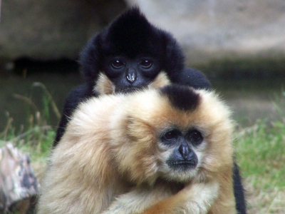 Affenliebe_3- Gibbons im Zoo