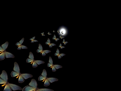 Der letzte Flug der Schmetterlinge