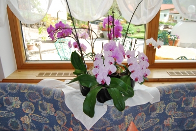 Prachtvolle Orchideen