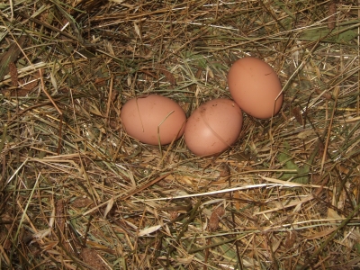 Auf dem Bauernhof: Eier frisch gelegt