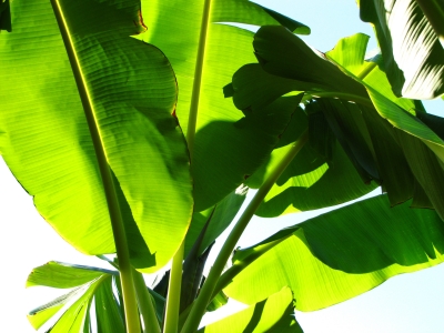 Bananenstaudenblätter im Gegenlicht 2