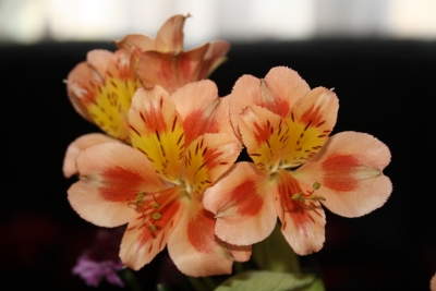 Schöne Blüten in Nahaufnahme (Wer kennt diese Blume?)