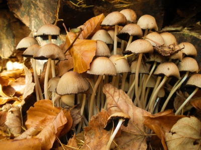 Pilze im Herbstwald