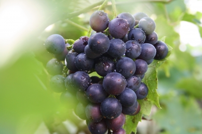 Frische blaue Weintrauben