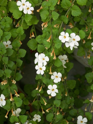 Nein, das ist keine Bacopa 