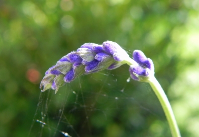 Lavendelblüte