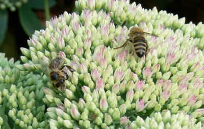 Honigbienen auf Fetthenne