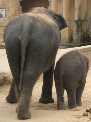 Elefantenkuh und Sohn