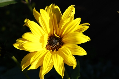 Gelbe Gartenblume