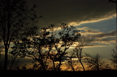 Bäume während des Sonnenuntergangs