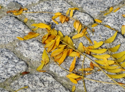 Herbstlaub auf weißem Granit