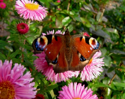 Tagpfauenauge (Makro)