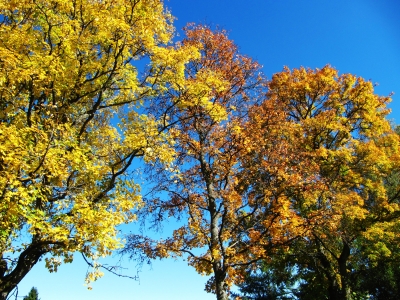 Herbstliche Baumpracht