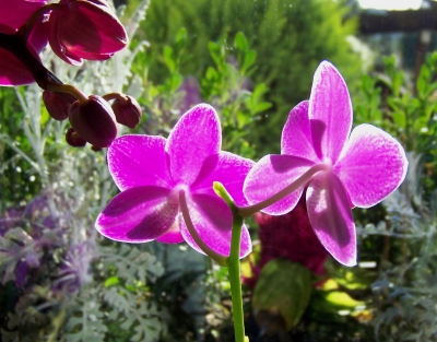Orchideenblüten (Makro)