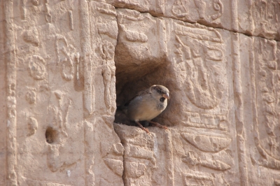 Tempel von Edfu 4