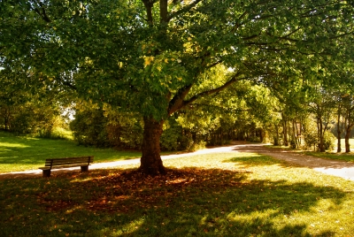 unter einem baum ...