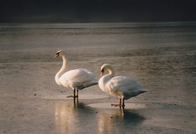 Schönheiten auf dem Wasser