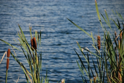 Rohrkolben am Wietzesee