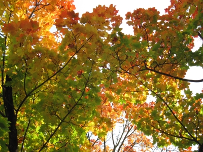 Bunte Blätterdach im Herbst