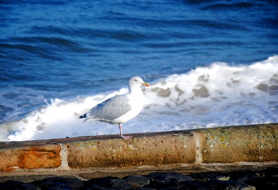 Möwe am Strand