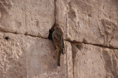 Vogel im alten Gemäuer