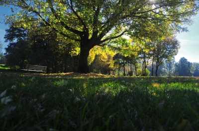 unter einem baum ...