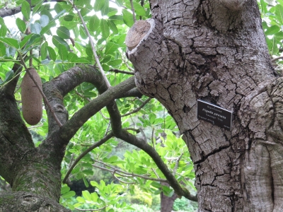 Leberwurstbaum (wirklich!)