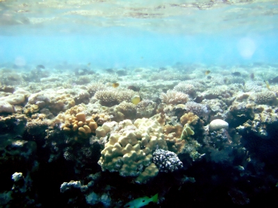 Korallen nahe der Meeresoberfläche