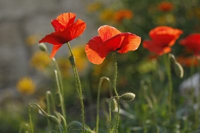 Klatschmohn im Gegenlicht