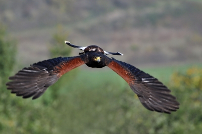 Wüstenbussard beim Anflug