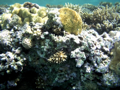 Korallenmix