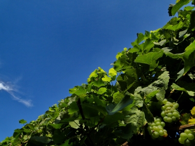 Rebstock mit Weintrauben vor blauem Himmel