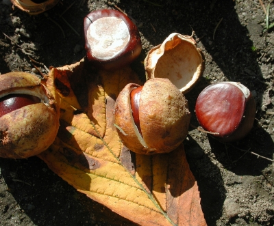 Frucht vom Kastanienbaum