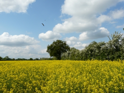 Rapsfeld und Störche am Himmel