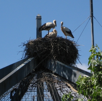 Storchenfamilie