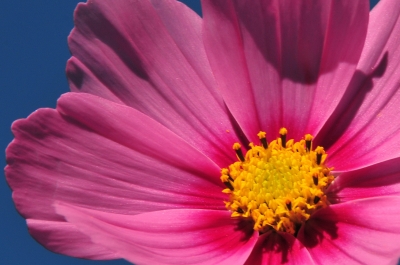 Cosmea