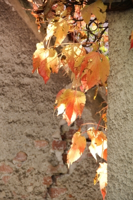 Ahornblätter im Herbstlicht