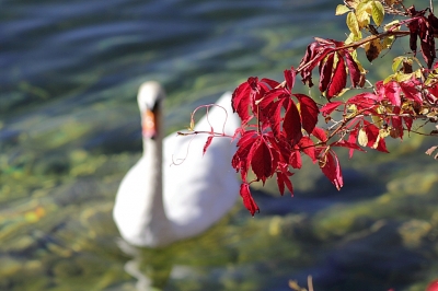 Am Schwanensee