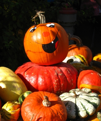 Herbstkürbisse (1)