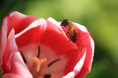 Biene auf Tulpe