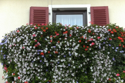 Fensterschmuck!