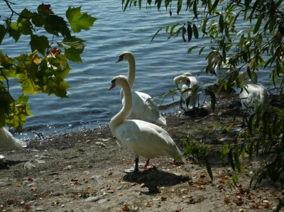 Schwäne am Bodensee