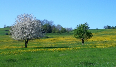 der Frühling kommt wieder