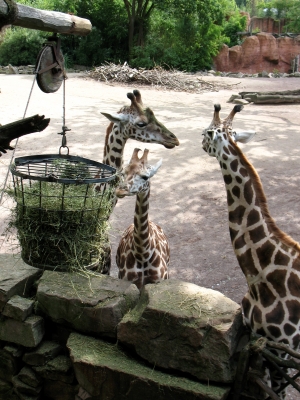 Zoo Hannover Giraffen am Futterkorb