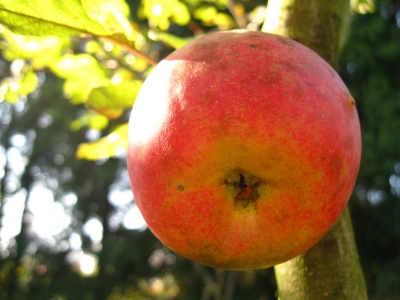 schöner apfel