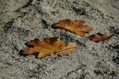 Blätter im Sand